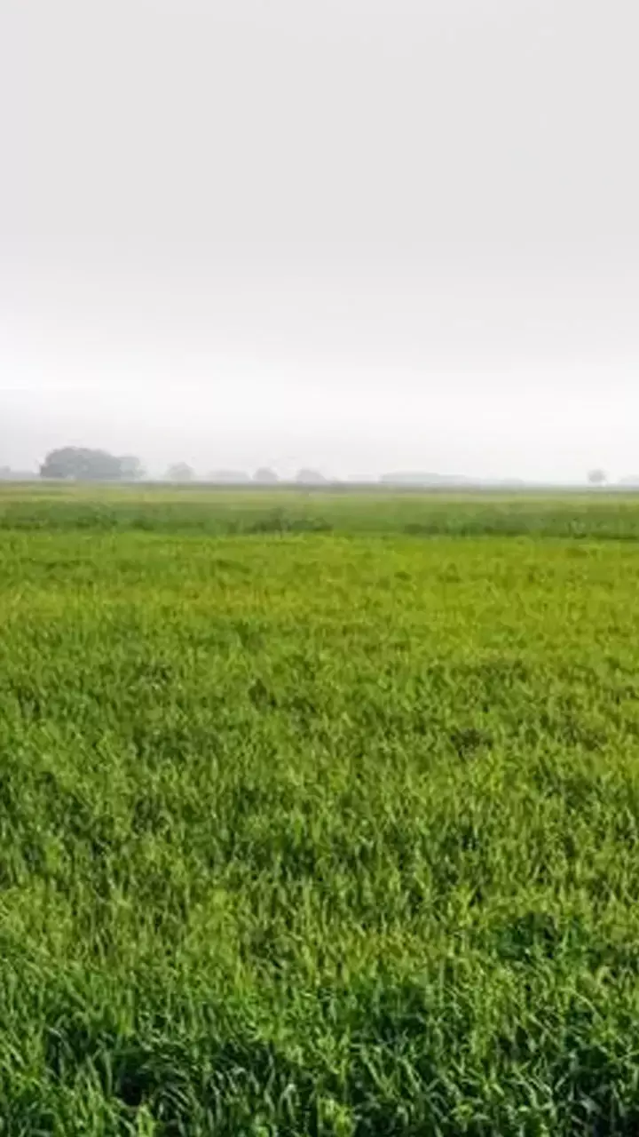 CG Weather Update: छत्तीसगढ़ में 14 जिलों में यलो-अलर्ट, जल्द आएगी मानसून की फुहार, कई जिलों में आफत बनेगी बिजली