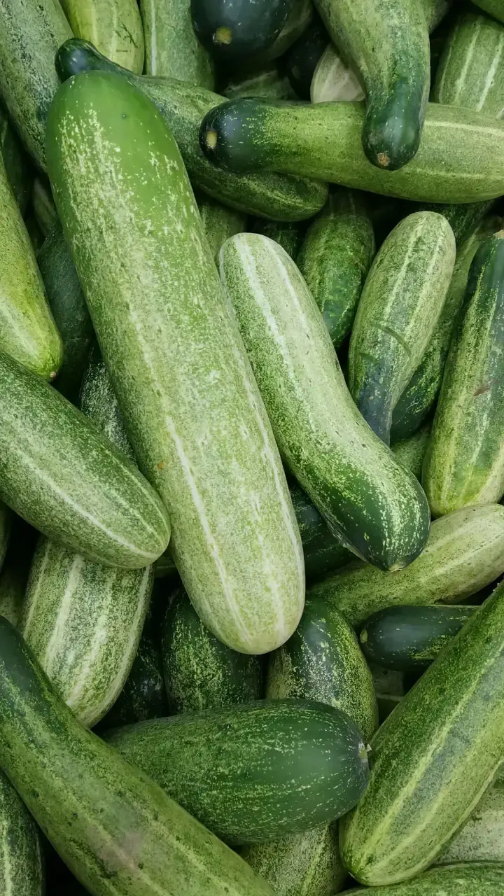 Cucumber Health Benefits: ताज़गी से भरपूर खीरा, जानिए इसके 12 जबरदस्त हेल्थ बेनिफिट्स