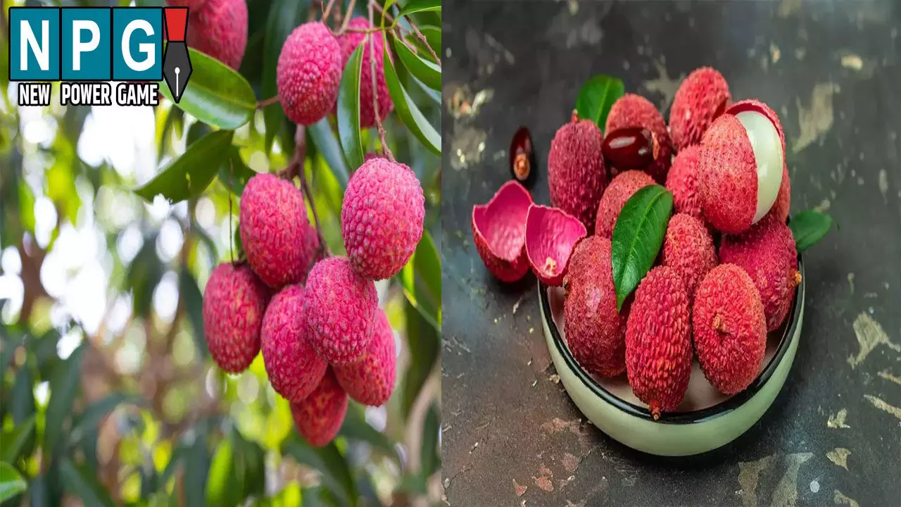 Lychee Side Effects: लीची के साथ खाते हैं ये चीजें? हो सकता है भारी नुकसान, जानिए जानलेवा कॉम्बिनेशन!