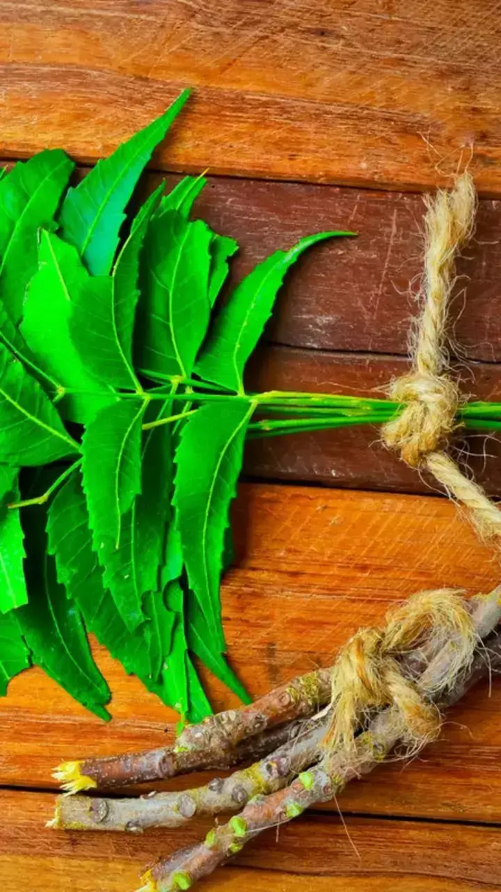 Health Tips: इस दातुन से चमकेंगे दांत, बदबू होगी दूर, जानिए कैसे करें इस्तेमाल
