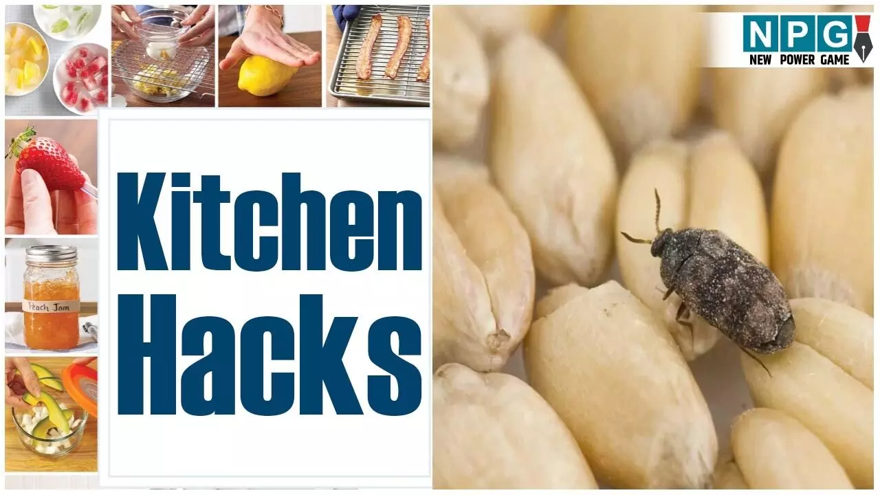 Monsoon Kitchen Tips In Hindi: मानसून में अनाज को ऐसे करें स्टोर, नहीं लगेंगे कीड़े