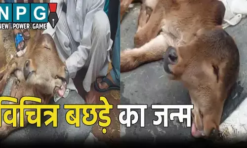 Baghpat News: गाय ने दुर्लभ बछड़े को दिया जन्म, पूजा करने उमड़ी लोगों की भीड़