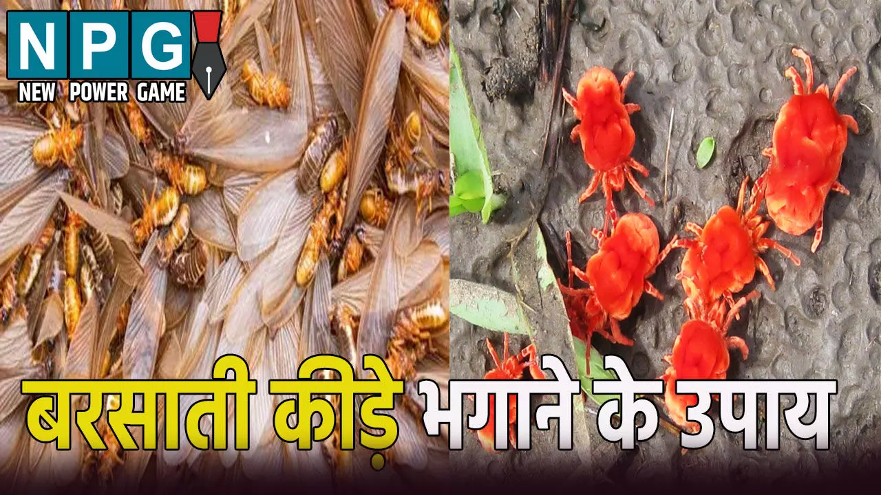 अगर आप भी बरसाती कीड़े से हैं परेशान? अपनाएं ये असरदार घरेलू नुस्खे, तुरंत मिलेगा छुटकारा