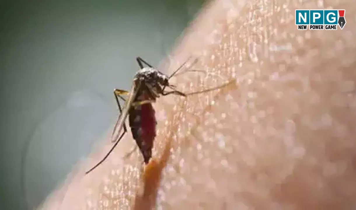 CG News: मलेरिया प्रकरणों में 72% की बस्तर संभाग में गिरावट, मिली बड़ी सफलता, स्वास्थ्य सेवाओं की ऐतिहासिक उपलब्धि