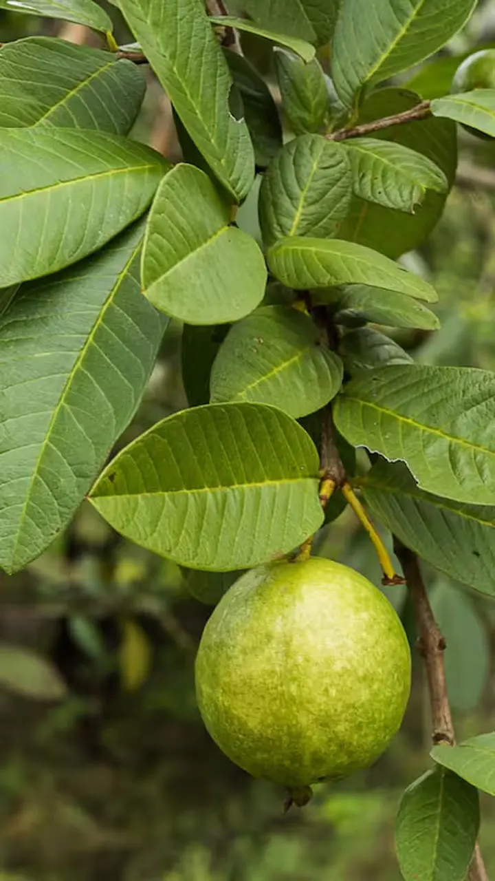 Guava Leaves Juice  For Better vision: अमरूद के पत्तों के साथ मिलाकर पी लें ये चीज़ें, जल्द उतर जाएगा चश्मा