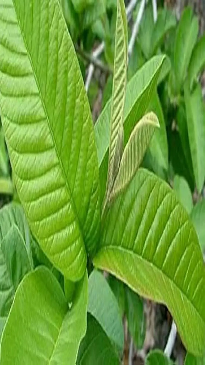 Guava Leaves Juice  For Better vision: अमरूद के पत्तों के साथ मिलाकर पी लें ये चीज़ें, जल्द उतर जाएगा चश्मा