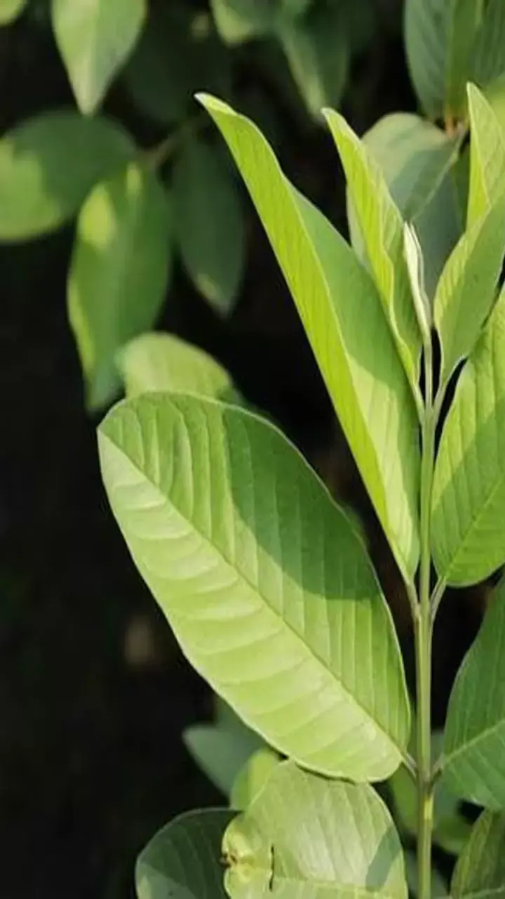 Guava Leaves Juice  For Better vision: अमरूद के पत्तों के साथ मिलाकर पी लें ये चीज़ें, जल्द उतर जाएगा चश्मा