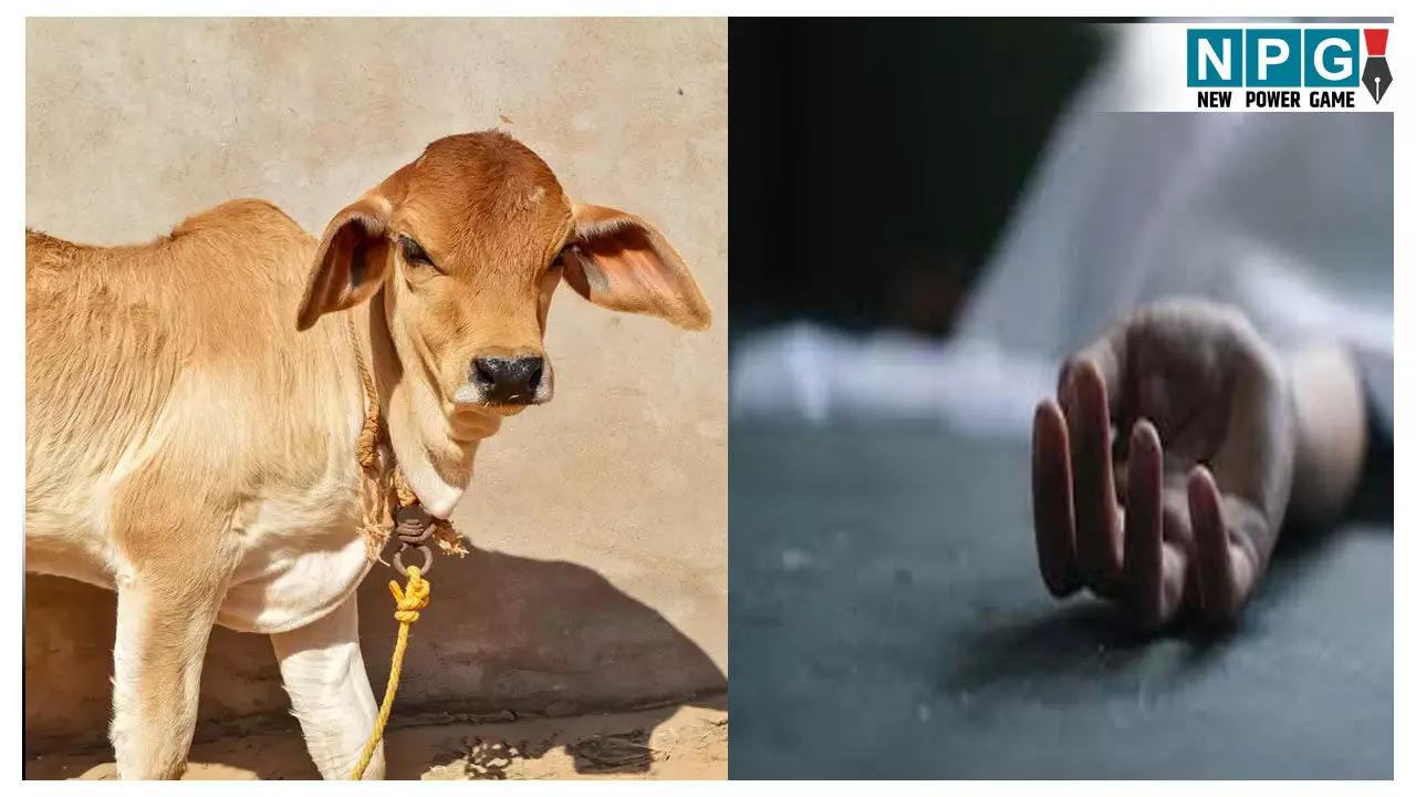 Guna News: गाय के बछड़े को बचाने के लिए कुंए में उतरे 6 लोग... 5 की हो गयी मौत, जहरीली गैस बनी वजह