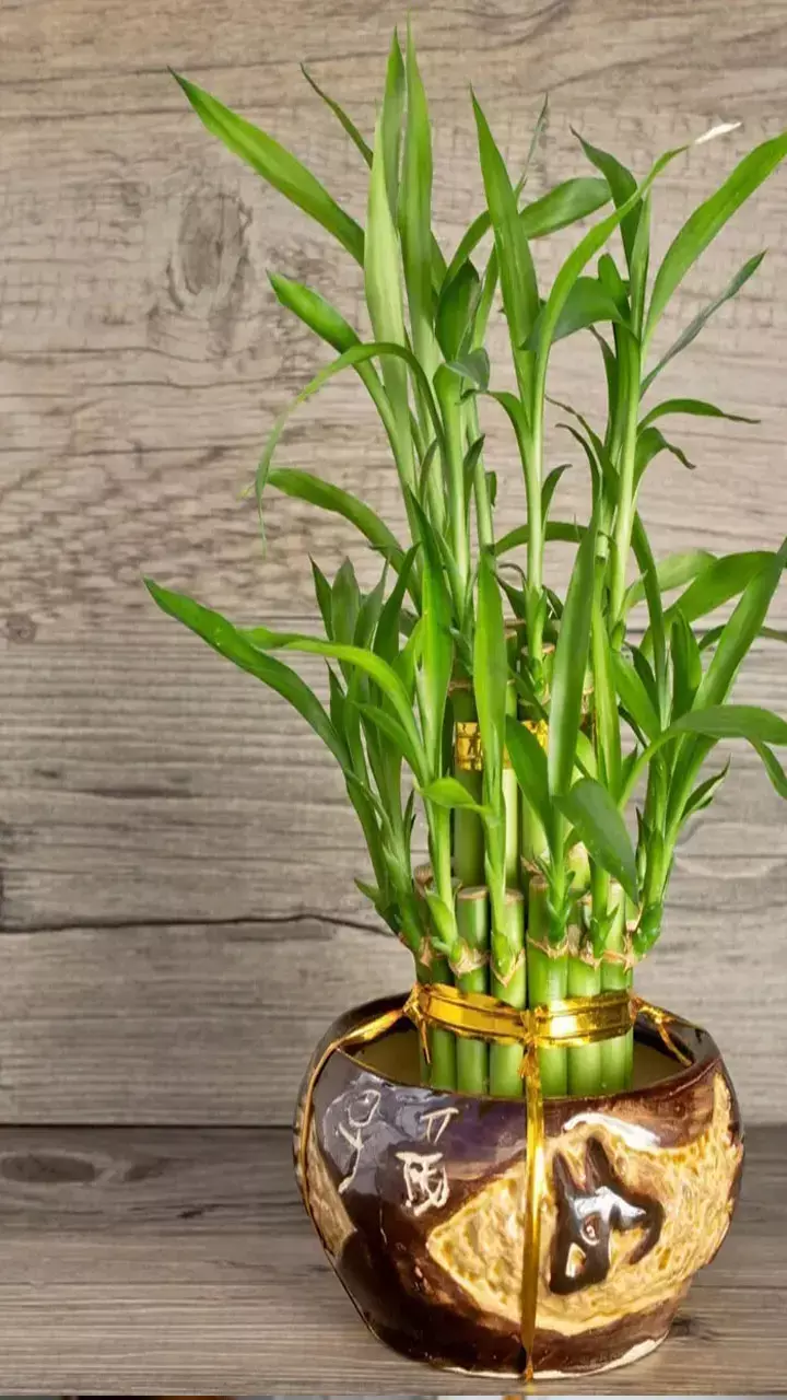 Vastu Tips: घर लाएं बांस का पौधा, आएगी सुख-समृद्धि और सकारात्मक ऊर्जा
