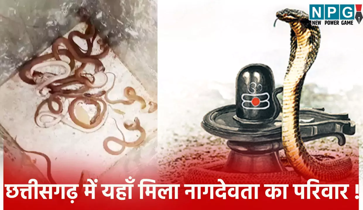 OMG: छत्तीसगढ़ में मिला नागदेवता का परिवार! इस घर के अंदर से निकले एक के बाद एक 35 जहरीले सांप...