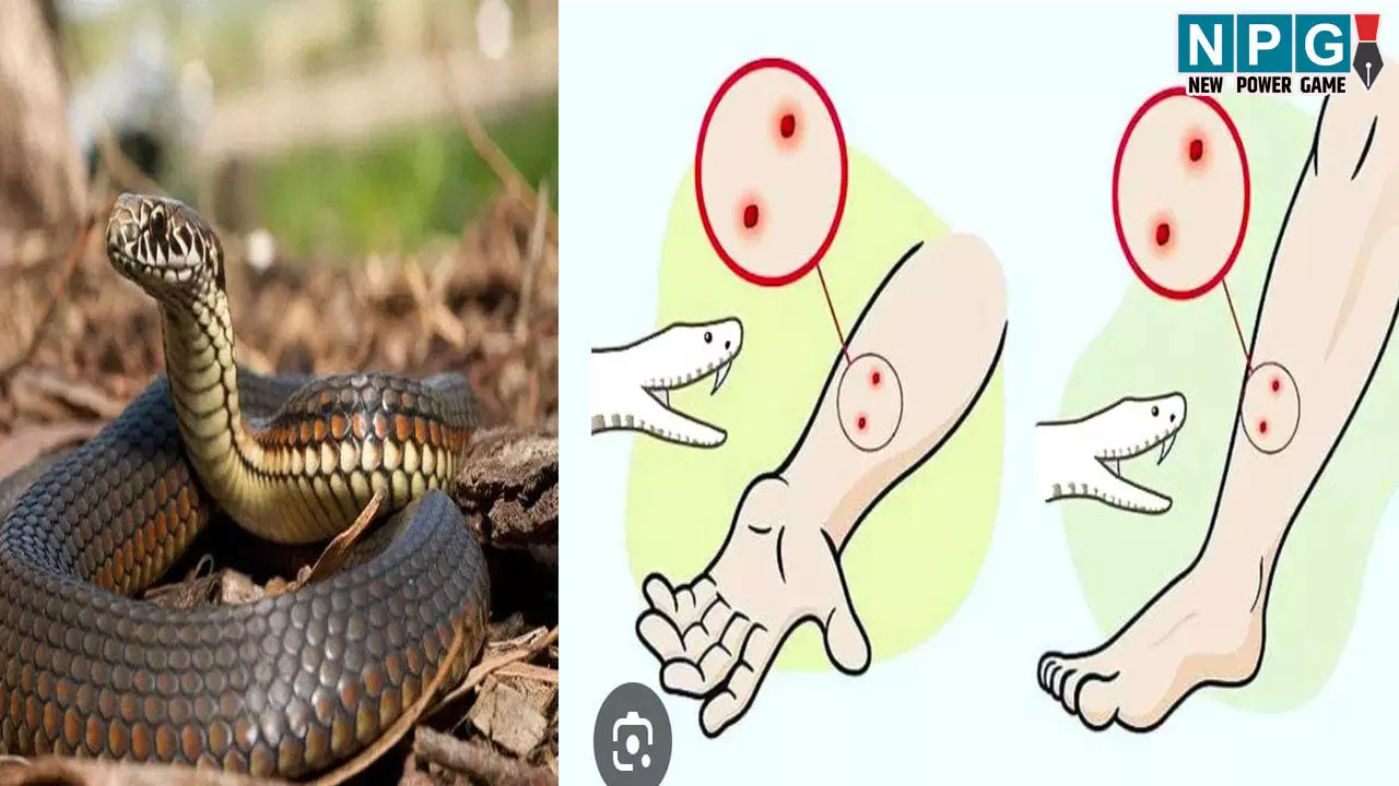 CG News: सर्पदंश से बचने स्वास्थ्य विभाग ने जारी की एडवाइजरी, सांप डसे तो झाड़-फूंक में समय न गवाएं... CG News: सर्पदंश से बचने स्वास्थ्य विभाग ने जारी की एडवाइजरी, सांप डसे तो झाड़-फूंक में समय न गवाएं...