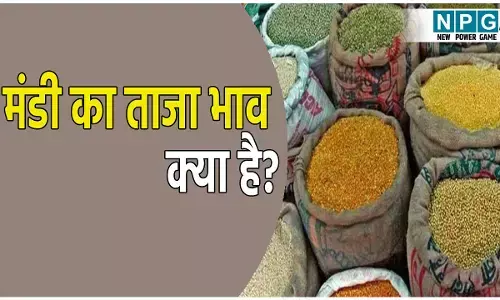 छत्तीसगढ़ मंडी का ताजा भाव क्या है? जाने अनाज, दाल, तिलहन और सब्जियों का ताजा रेट