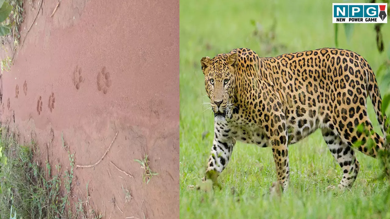 CG News: छत्तीसगढ़ में तेंदुआ बना खतरा, प्रदेश के इस इलाके में सड़क पर दिखे दो तेंदुए, CCTV में कैद हुई तेंदुए के शिकार की घटना, देखें वीडियो