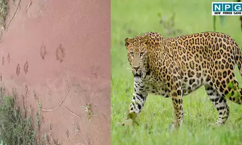 CG News: छत्तीसगढ़ में तेंदुआ बना खतरा, प्रदेश के इस इलाके में सड़क पर दिखे दो तेंदुए, CCTV में कैद हुई तेंदुए के शिकार की घटना, देखें वीडियो