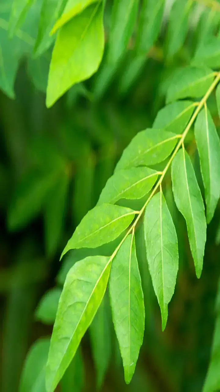 Curry Leaves Khane Ke Fayde: खाली पेट खाएं ये चीज, बन सकती है आपकी सेहत की चाबी!