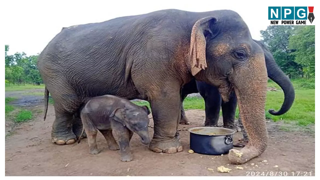 Elephant Vatsala Death: नहीं रही एशिया की सबसे बुजुर्ग हथिनी वत्सला,  100 साल से ज्यादा थी उम्र