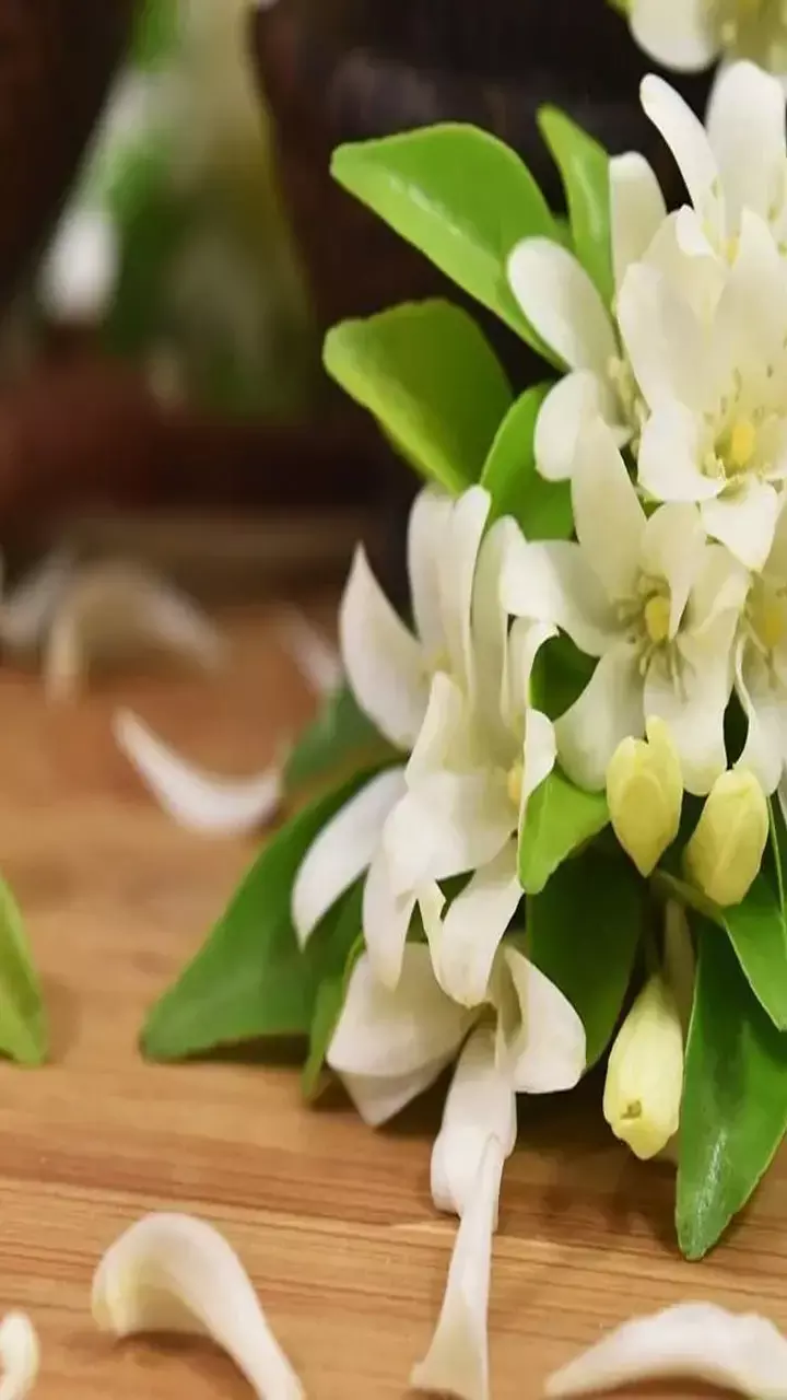 Vastu Tips: मुख्य द्वार पर गलती से भी न लगाएं ये फूल, वरना जिंदगी भर तरक्की से रहेगा नाता दूर