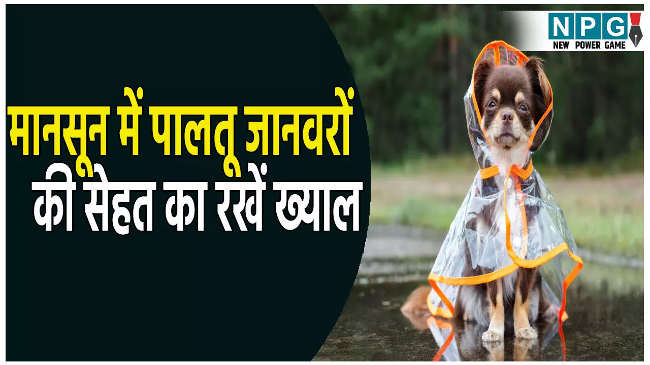 मानसून में पालतू जानवरों की सेहत पर सबसे बड़ा खतरा! जानिए कैसे रखें खास ख्याल