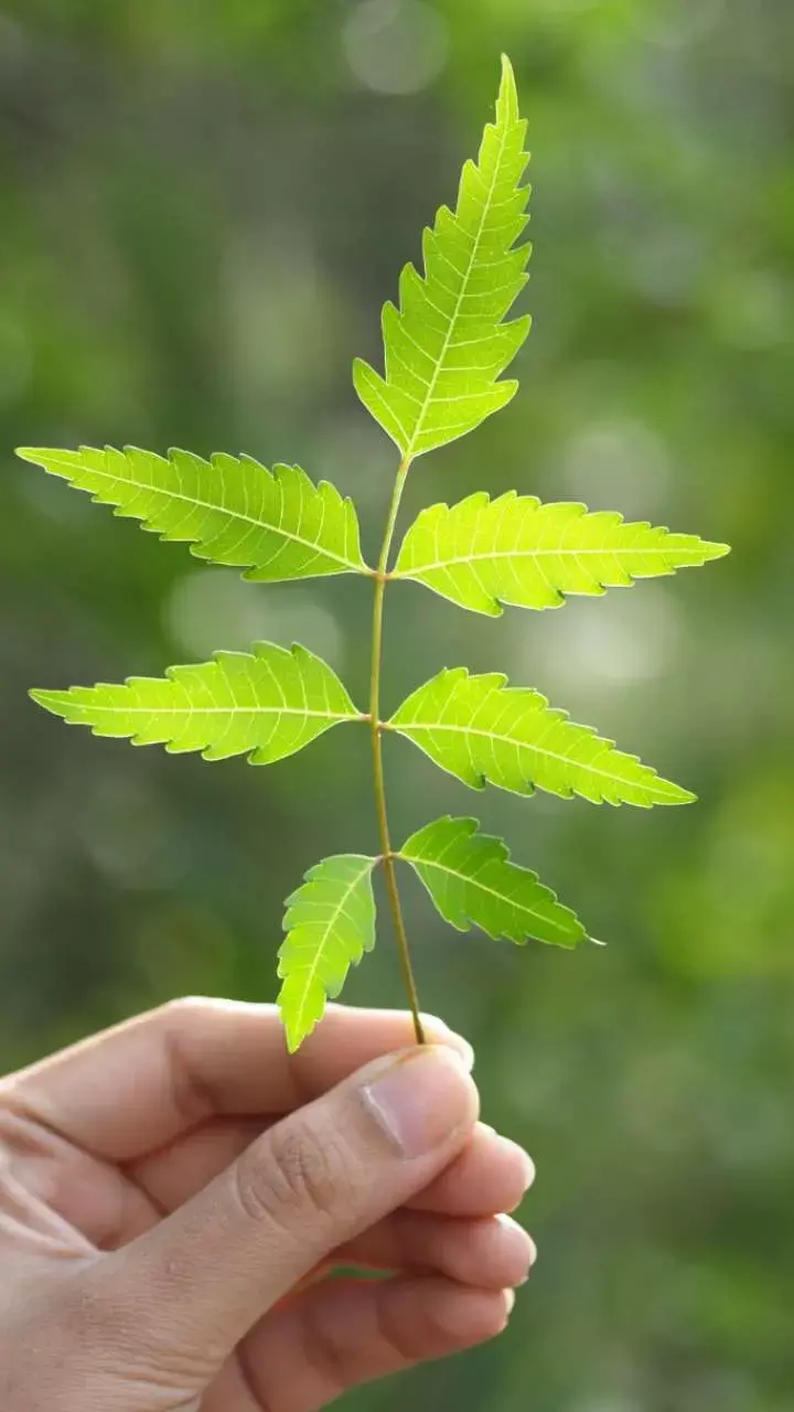 Neem Leaves Health Benefits During Monsoon : नीम की पांच पत्तियां चबा कर खाने से बारिश में होंगे ये गज़ब के फायदे