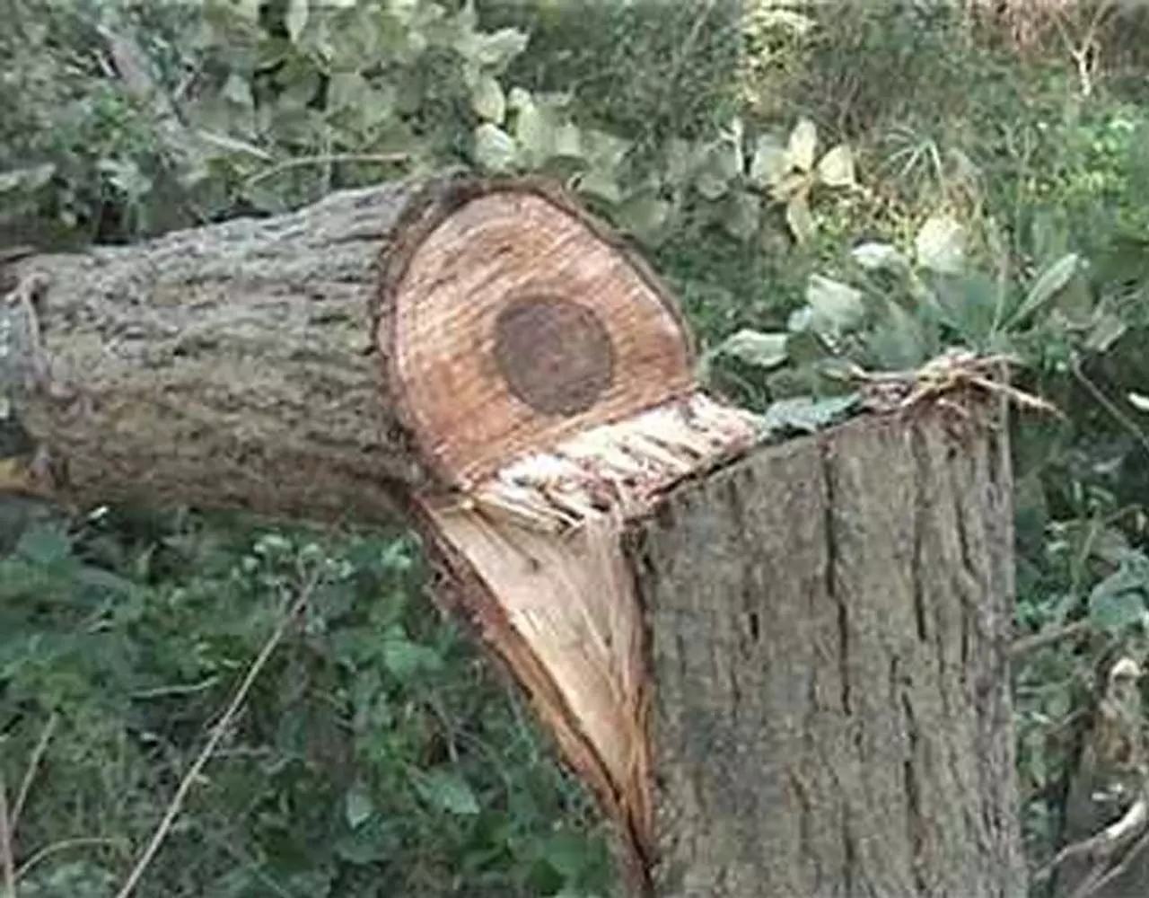 CG Raipur News: कंचना स्थित सिटी ऑफ़ ड्रीम्स कालोनी में सोसायटी के निर्वाचित संस्था के पदाधिकारी पेड़ों की करवा रहे कटाई, पर्यावरण प्रेमियों ने की कार्यवाही की मांग...