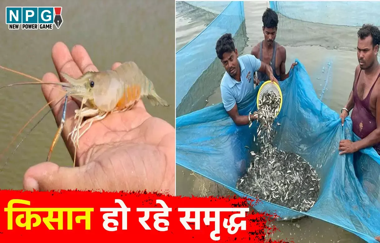 CM विष्णुदेव साय की सरकार में किसान हो रहे समृद्ध, झींगा पालन में नया अध्याय लिख रहा है सुकमा जिला, छत्तीसगढ़ का मत्स्य बीज हब बना कांकेर