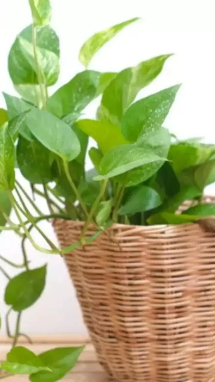 Vastu Tips: सही दिशा में लगाएं मनी प्लांट, नहीं तो हो सकता है नुकसान! जानें जरूरी नियम