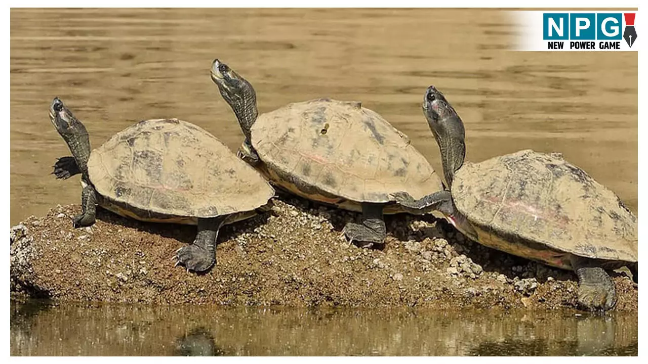 MP News: स्टेट टाइगर स्ट्राइक फोर्स की बड़ी कार्रवाई, अत्यंत दुर्लभ घड़ियाल के 30 बच्चे और 36 बटागुर कछुए किये जप्त