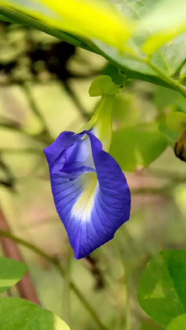 Vastu Tips: वास्तु अनुसार अपराजिता का पौधा, सही दिशा से मिलेगी समृद्धि