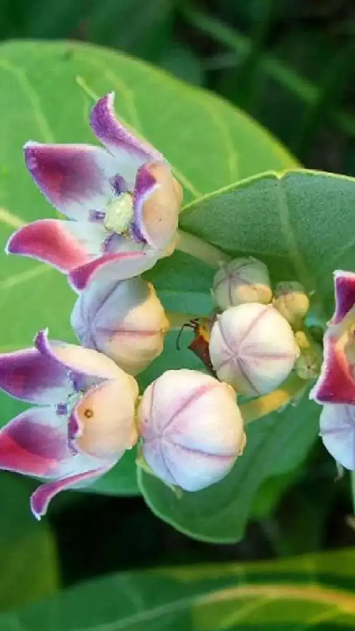 Aak ke Phool Ke Fayde: मदार के फूल के चमत्कारी लाभ, जानें भगवान शिव के प्रिय फूल के फायदे