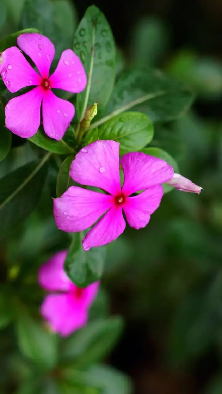 Sadabahar Phool Ke Fayde: हर घर मिल जाने वाले इस फूल के फायदे जानकर हो जाएंगे हैरान