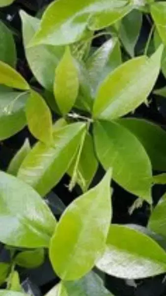 Bel Patra Ke Sevan Ke Fayde: सावन में बेलपत्र चढ़ाइये भी, खाइये भी...जानिये कमाल के फायदे