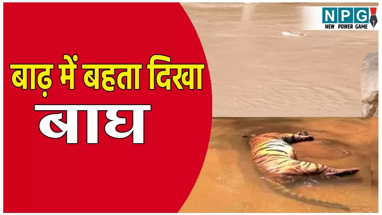 कान्हा टाइगर रिजर्व में बाढ़ में बहता दिखा बाघ: वन विभाग में हड़कंप, टाइगर रिजर्व में लगातार बाघ के साथ हादसे जारी कान्हा टाइगर रिजर्व में बाढ़ में बहता दिखा बाघ: वन विभाग में हड़कंप, टाइगर रिजर्व में लगातार बाघ के साथ हादसे जारी
