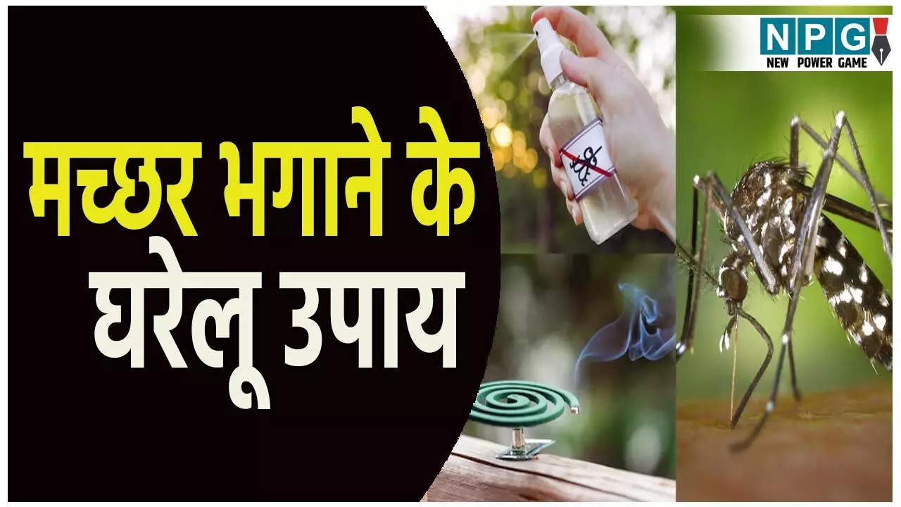 Mosquito Spray For House: अगर आप भी मच्छरों से हैं परेशान, तो तुरंत बनाएं ये देशी स्प्री, मच्छर हो जाएंगे छूमंतर