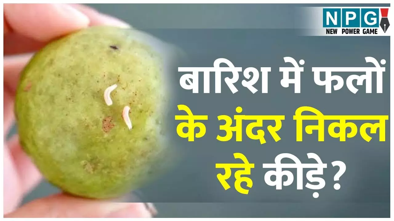 Worms In Fruits: बारिश में फलों के अंदर निकल रहे कीड़े? कैसे पता करें फल के अंदर का हाल...