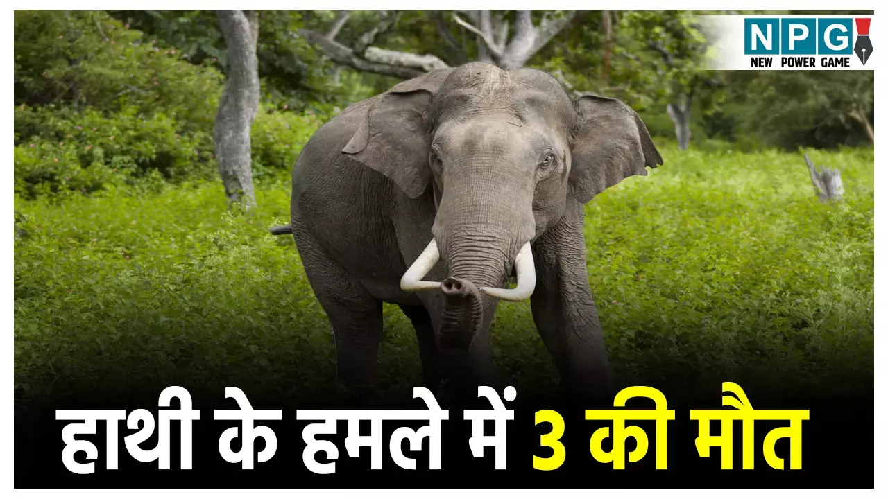 Raigad Elephant Attack:रायगढ़ में हाथी के हमले में 3 लोगों की मौत