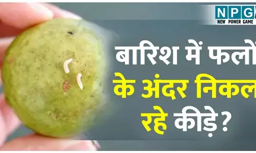 Worms In Fruits: बारिश में फलों के अंदर निकल रहे कीड़े? कैसे पता करें फल के अंदर का हाल...