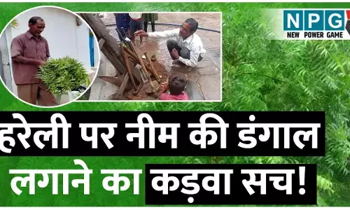 हरेली पर नीम की डंगाल लगाने का कड़वा सच!