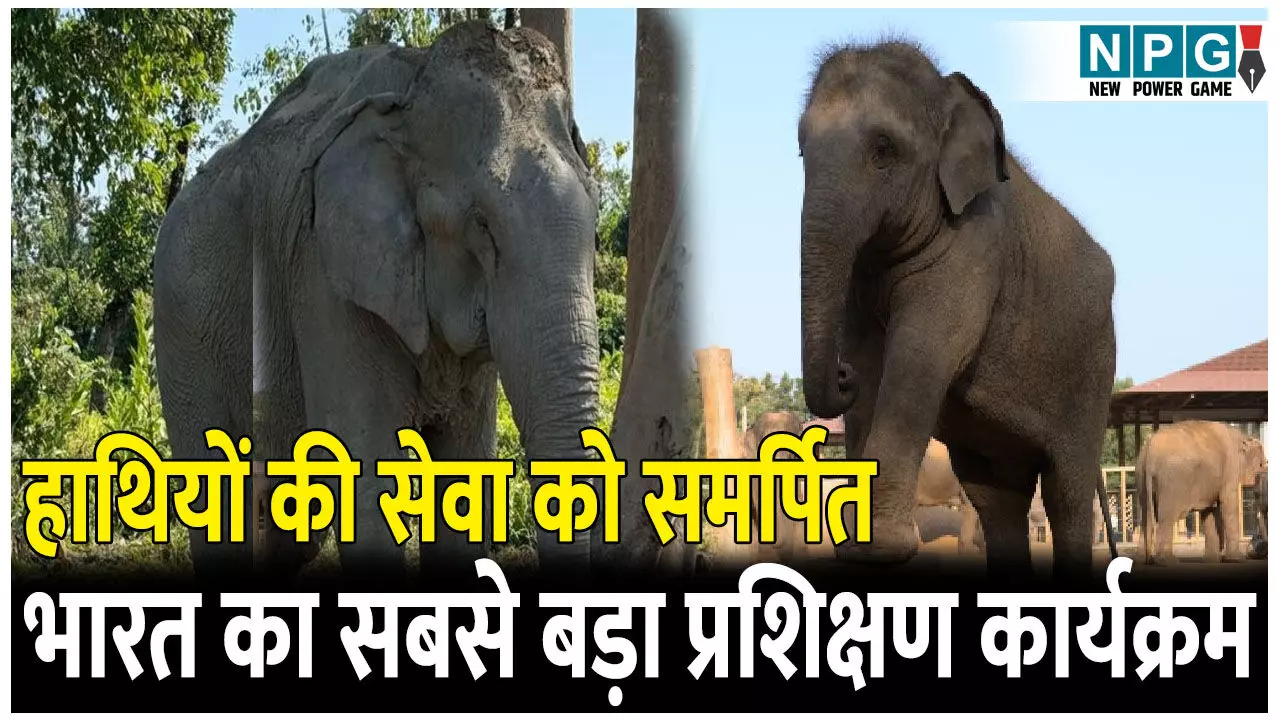 वनतारा और प्रोजेक्ट एलिफ़ेंट ने आयोजित किया हाथियों की सेवा को समर्पित भारत का सबसे बड़ा प्रशिक्षण कार्यक्रम