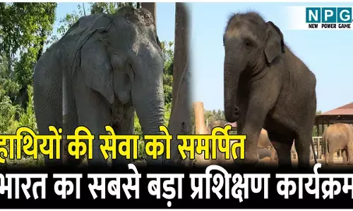 वनतारा और प्रोजेक्ट एलिफ़ेंट ने आयोजित किया हाथियों की सेवा को समर्पित भारत का सबसे बड़ा प्रशिक्षण कार्यक्रम