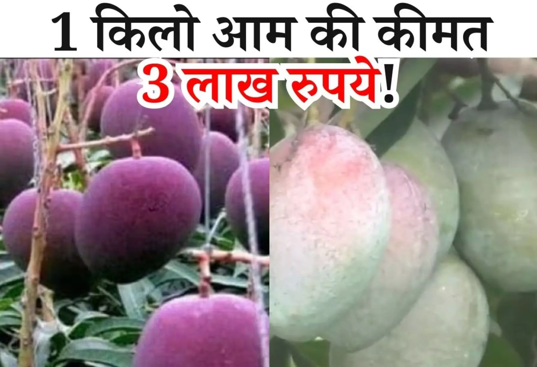 Miyazaki Mango: 3 Lakh में बिकता है एक आम, मगर ये किसान बेचता नहीं.. फ्री में करता है दान! वजह जानकर आप भी करेंगे सलाम