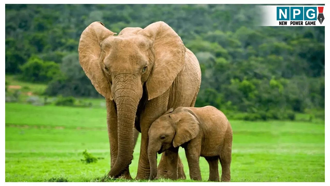 Jashpur Elephant Attack