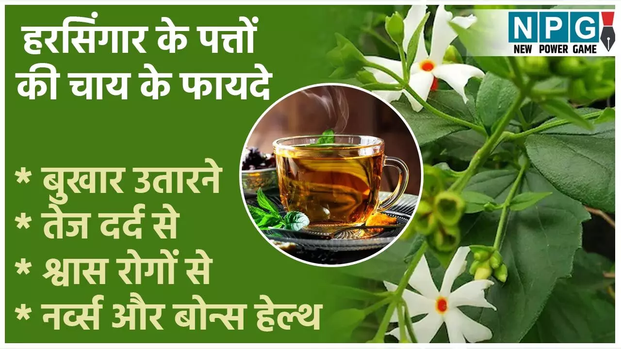 Health Benefits Of Harsingar Leaves Tea: हरसिंगार के पत्तों की चाय तेज बुखार को उतारने में करे मदद,बारिश में बैक्टीरियल इंफेक्शन से दे राहत, पढ़िए खास फायदे... Health Benefits Of Harsingar Leaves Tea: हरसिंगार के पत्तों की चाय तेज बुखार को उतारने में करे मदद,बारिश में बैक्टीरियल इंफेक्शन से दे राहत, पढ़िए खास फायदे...