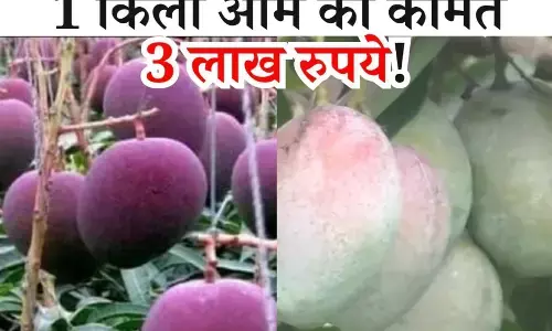 Miyazaki Mango: 3 Lakh में बिकता है एक आम, मगर ये किसान बेचता नहीं.. फ्री में करता है दान! वजह जानकर आप भी करेंगे सलाम