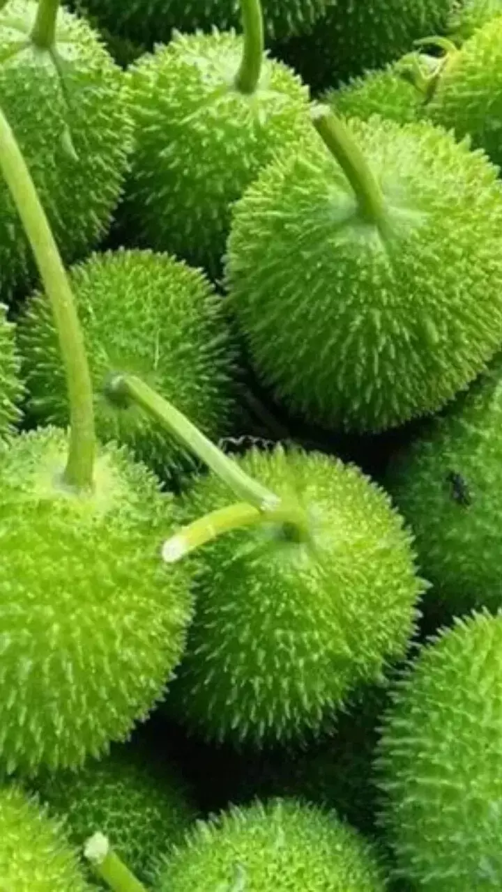 Kantola khane ke fayde: मानसून में मिलने वाली ये सब्जी कई बीमारियों को जड़ से करे खत्म, जान लें फायदे