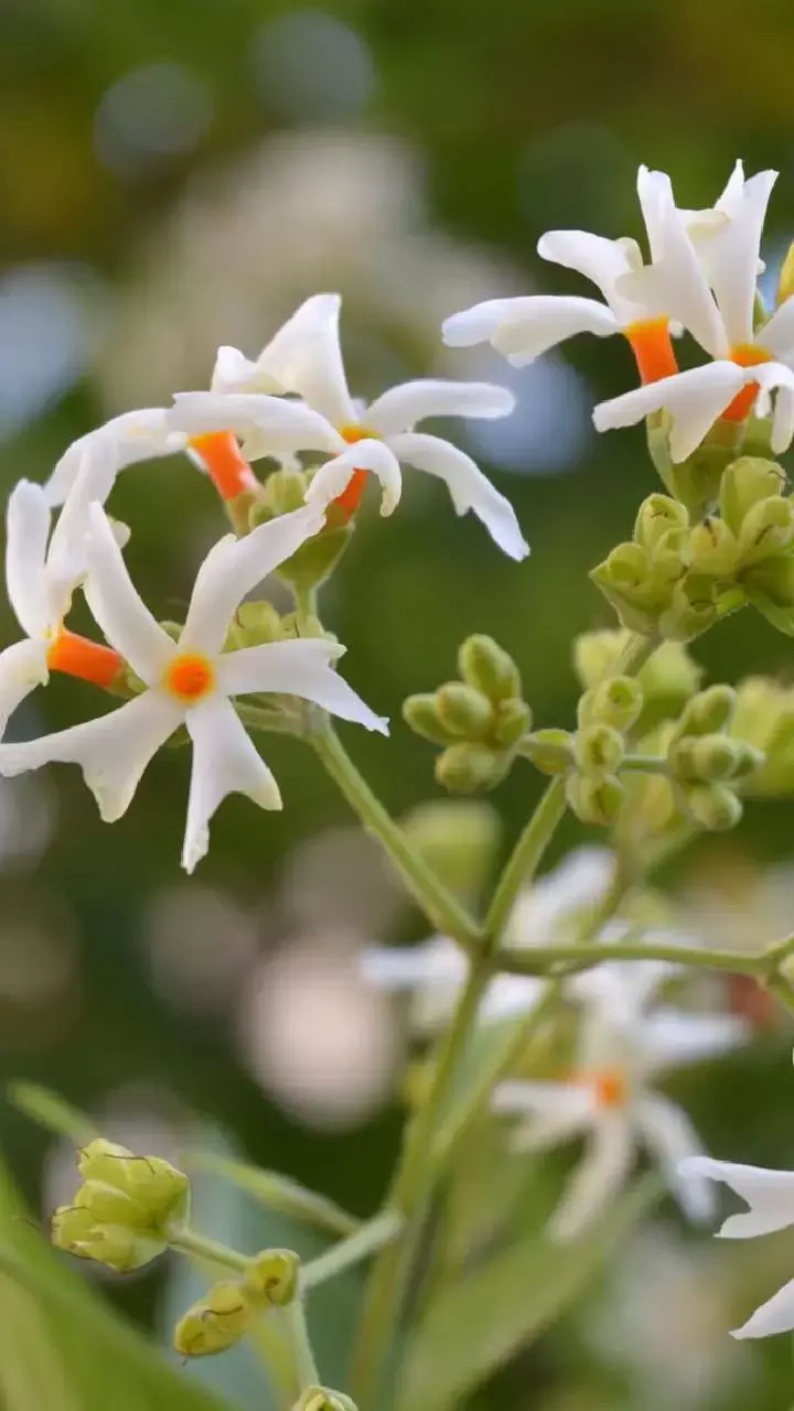 Health Benefits Of Harsingar Leaves Tea : हरसिंगार के पत्तों की चाय के फायदे