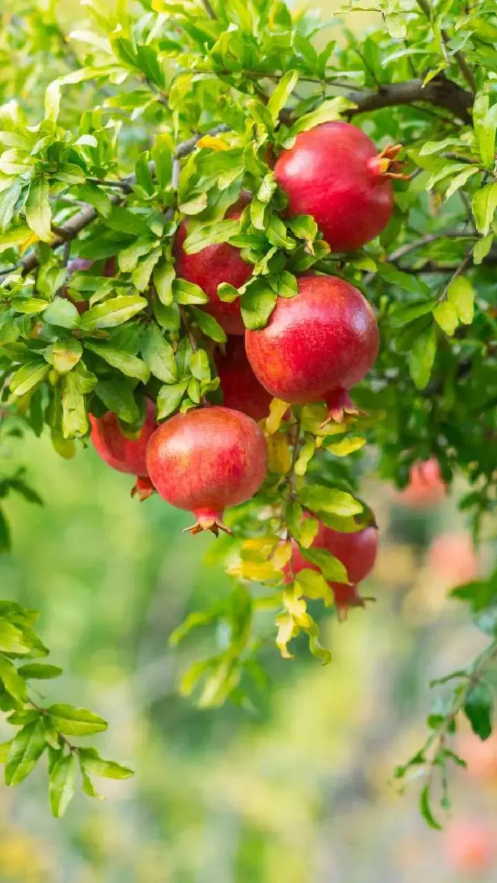 Anar Ke Patte Khane Ke Fayde: वरदान है अनार के पत्ते, छुपे हैं कई जबरदस्त औषधीय गुण