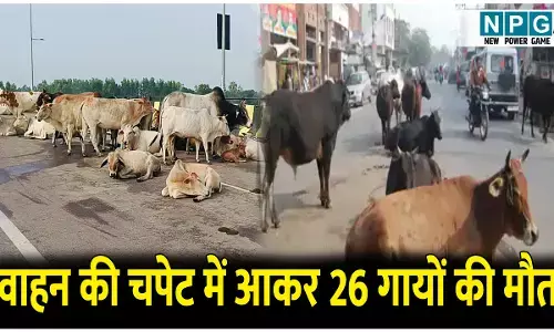 NH बना गोवंशों का कब्रगाह: भारी वाहन की चपेट में आकर 26 गायों की मौत