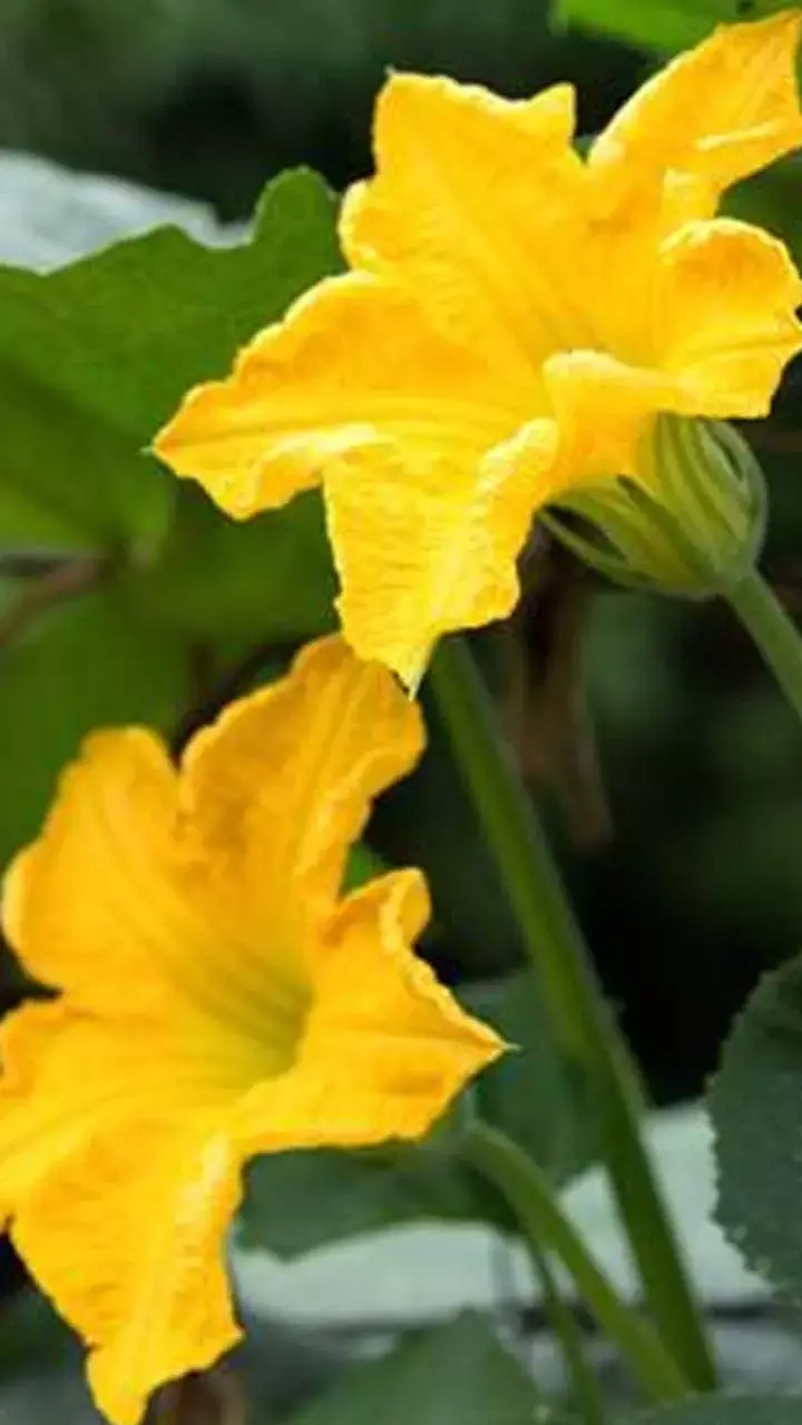 Benefits Of Pumpkin Flower: ये फूल आपके आंखों की रोशनी करेगा तेज, फायदे जानकर हो जाएंगे हैरान