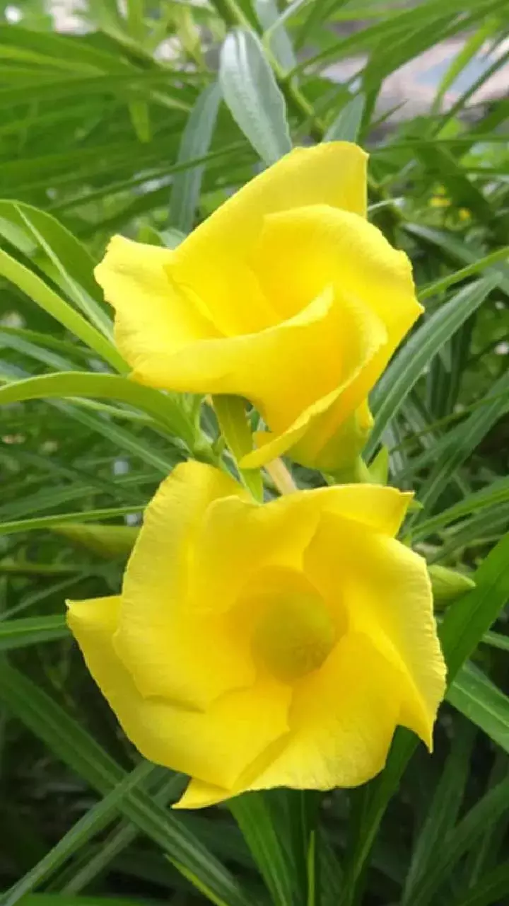 Kaner Ke Phool Ke Fayde: शिवजी को प्रिय इस फूल से मिलेंगे चमत्कारी फायदे