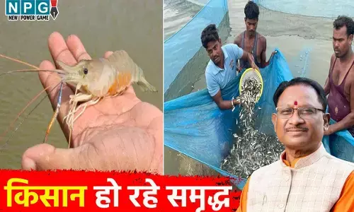CM विष्णुदेव साय की सरकार में किसान हो रहे समृद्ध, झींगा पालन में नया अध्याय लिख रहा है सुकमा जिला, छत्तीसगढ़ का मत्स्य बीज हब बना कांकेर